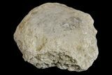 1.9" Silurain Fossil Sponge (Astraeospongia) - Tennessee - #174234-1